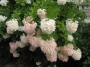 Hydrangea pan. Grandiflora