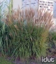 Miscanthus Nippon