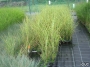 Miscanthus Strictus