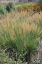 Molinia Moorflamme