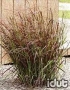 Panicum Prairie Fire