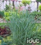 Panicum Prairie Sky