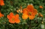 Potentille fruticosa Hopley's Orange