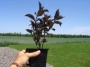 Salix repens pot de 4''