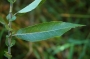 Salix ériocephala