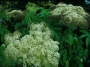 Sambucus canadensis Maxima