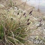 Sesleria caerulea Automnalis