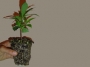 Sorbaria sorbifolia en multicellule