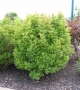 Viburnum Trilobum Compactum