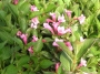 Weigela Florida Minuet C.O.P.F.