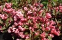 Weigela florida Victoria